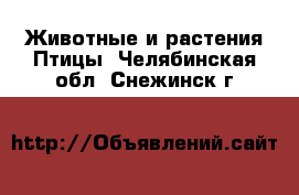 Животные и растения Птицы. Челябинская обл.,Снежинск г.